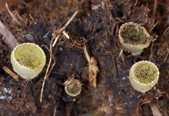 Ascobolus furfuraceus - Fungi species | sokos jishebi | სოკოს ჯიშები